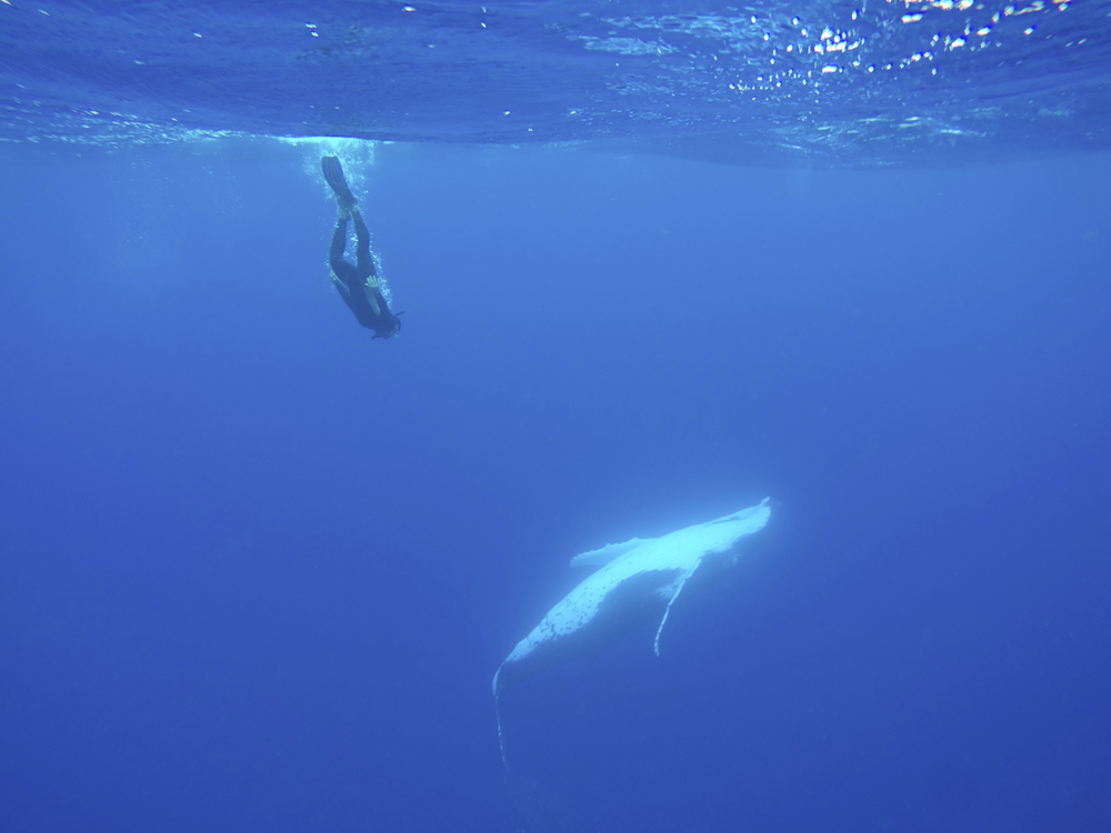 Nadar con ballenas en libertad, Tonga