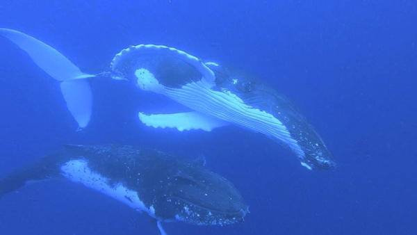 Nadar con ballenas en libertad, Tonga
