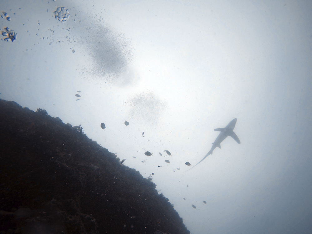 Buceo con el tiburón zorro en Filipinas