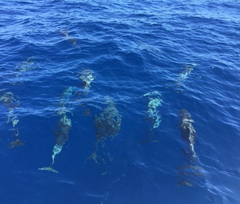 Delfines en Canarias